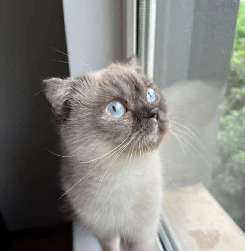 mişa