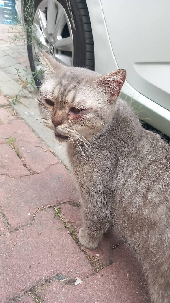 Kedi