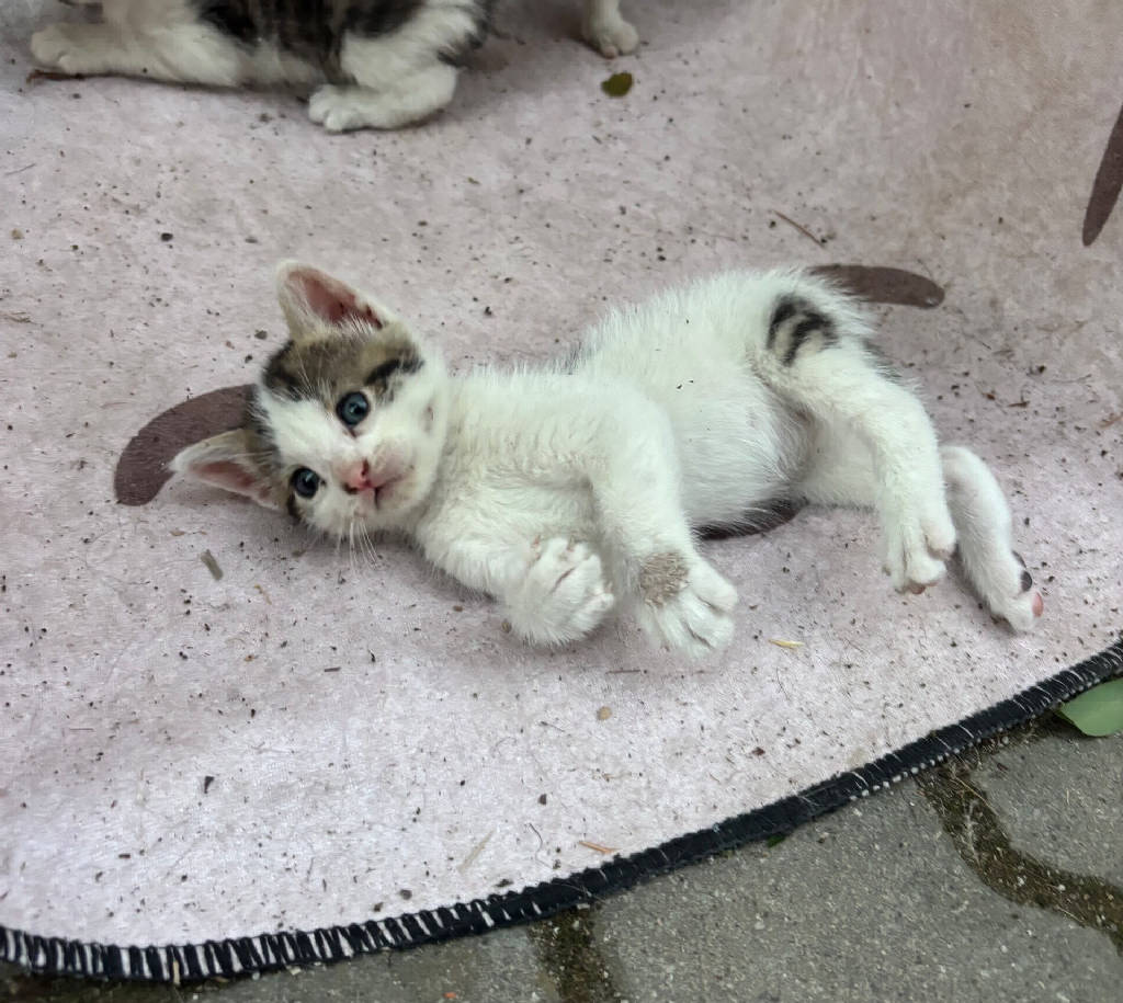 Kedi