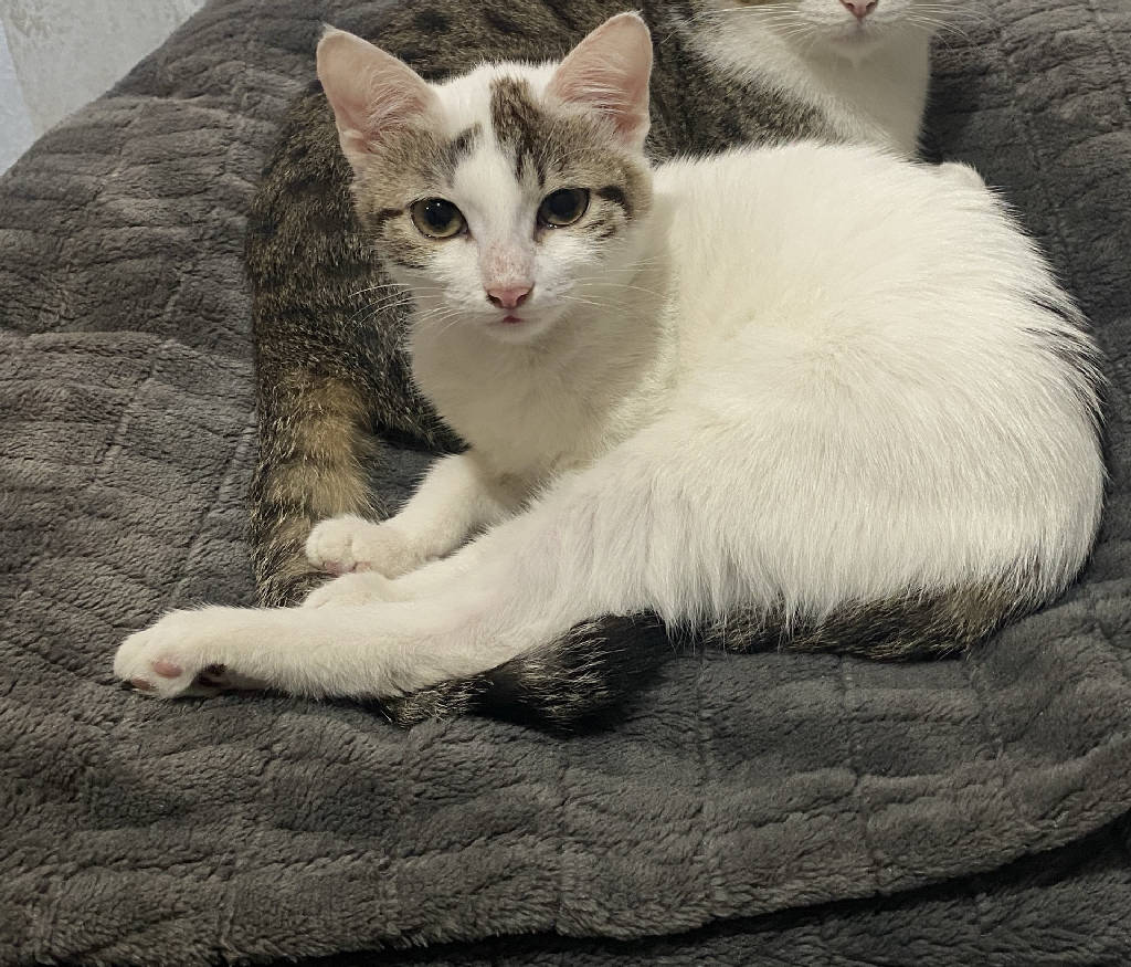 Kedi