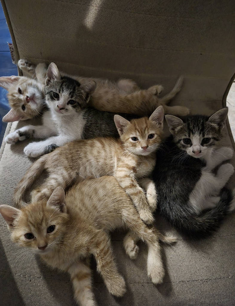 Kedi İlanıı