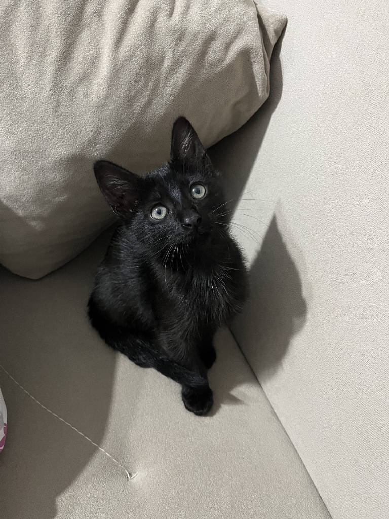 Kedi