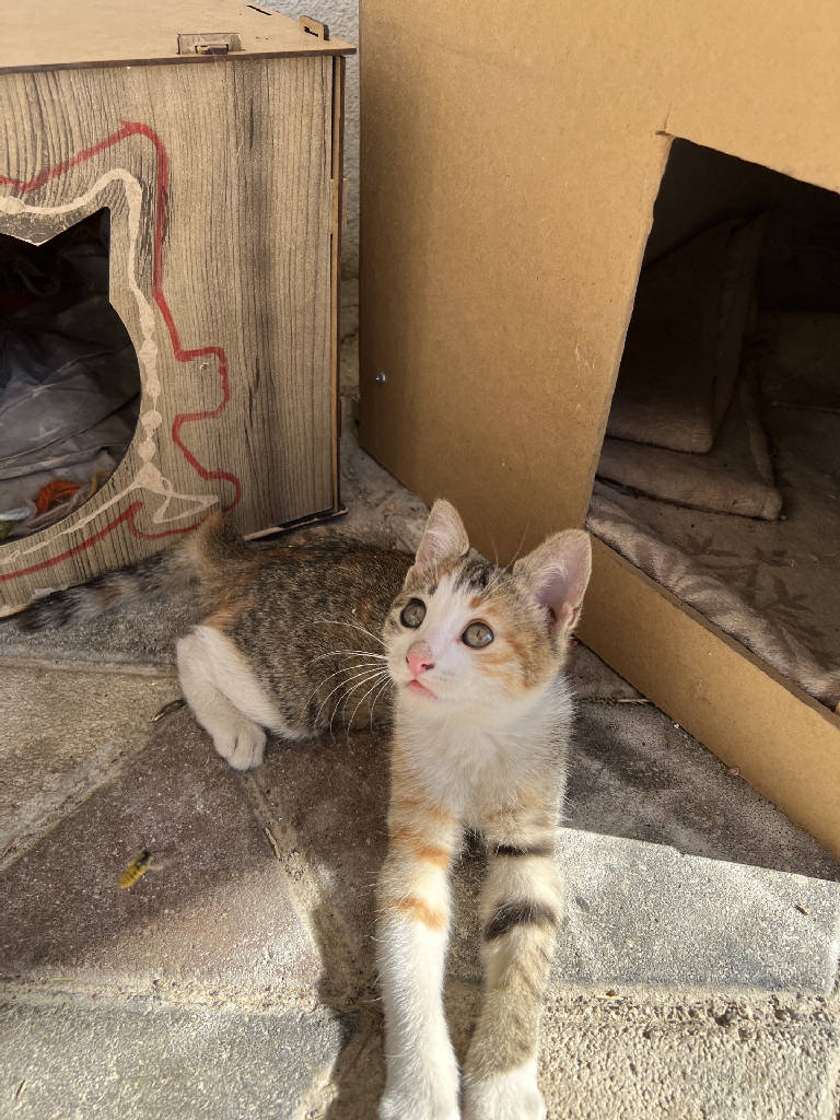 Kedi