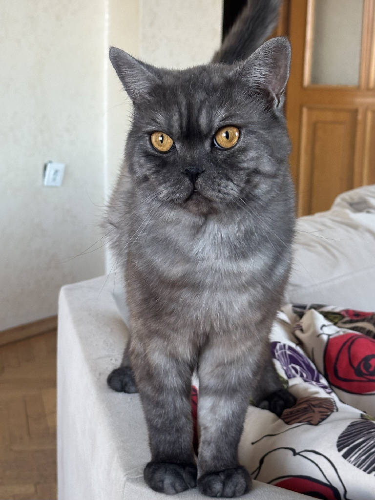 Kedi