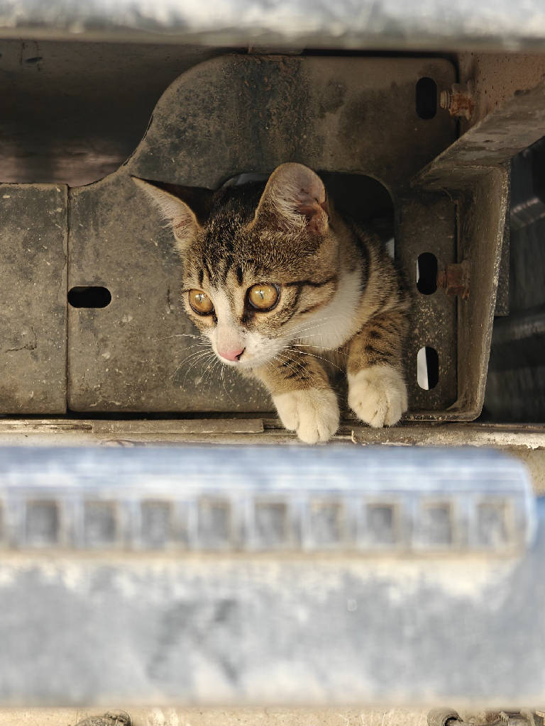 Kedi