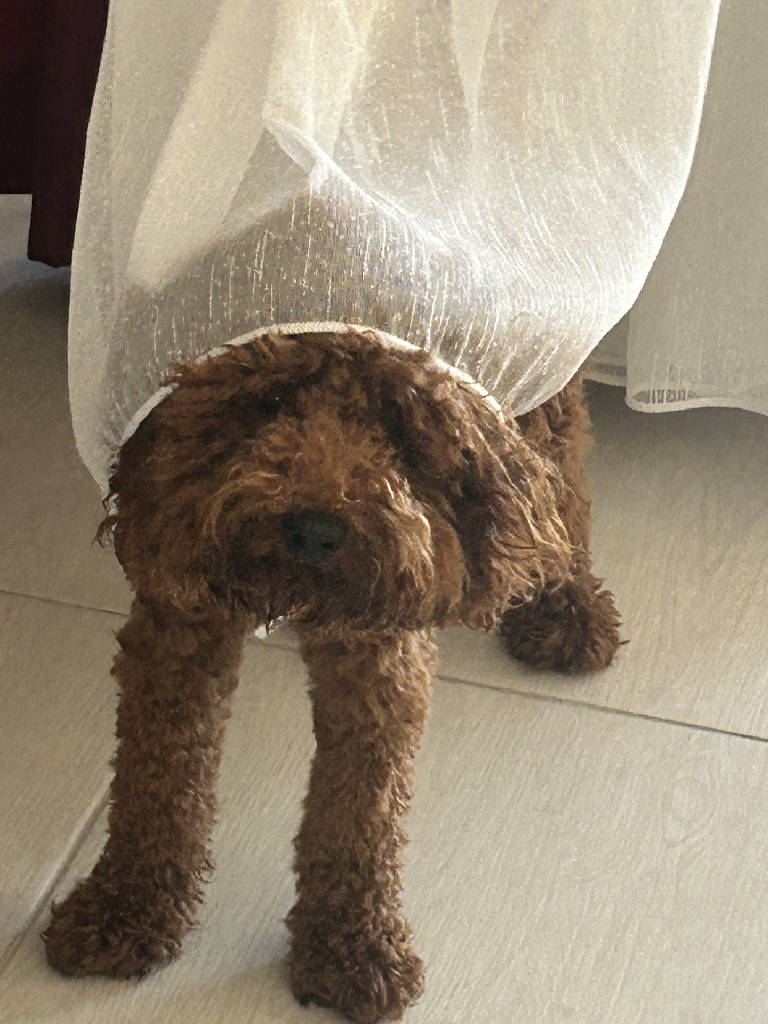 ciro — Köpek · İstanbul · yuva buldu