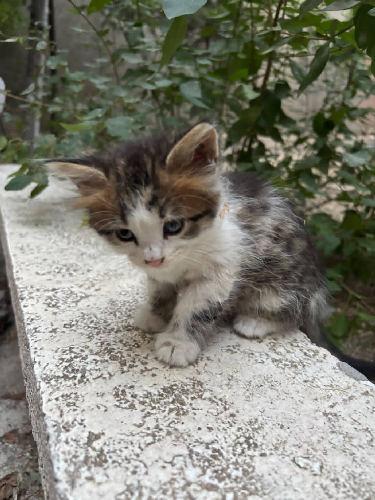 Kedi