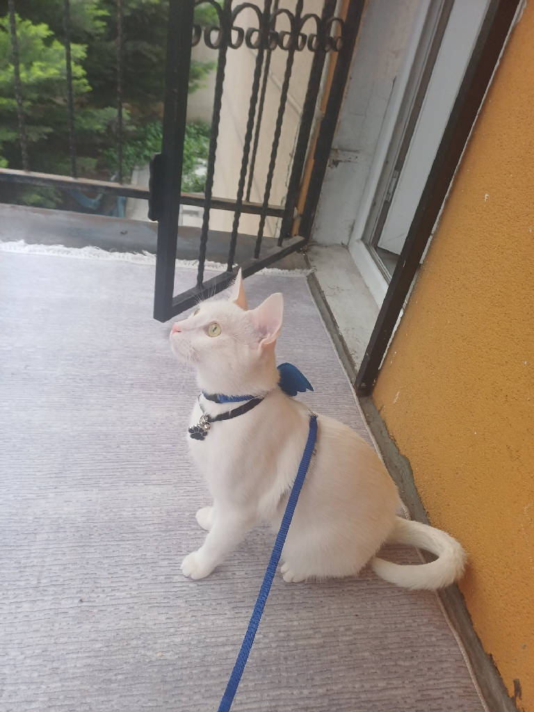 Ateş paşa