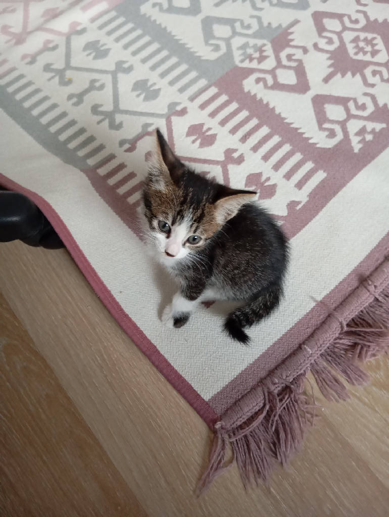 Kedi