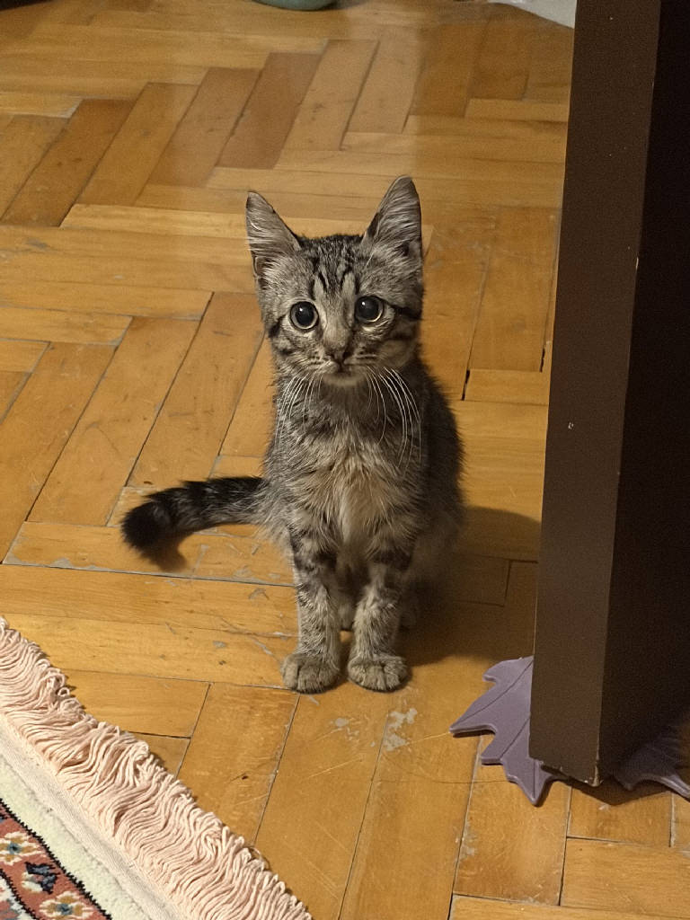 Kedi
