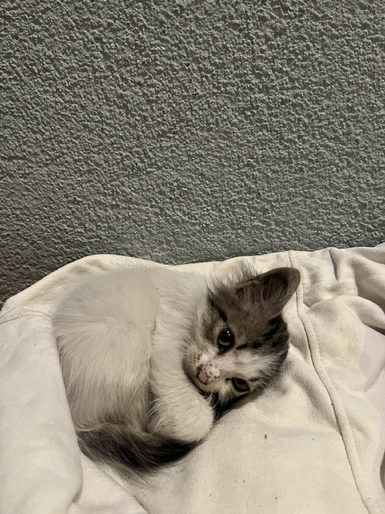 minnak
