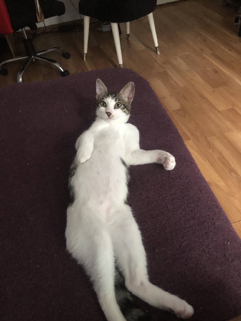 leo
