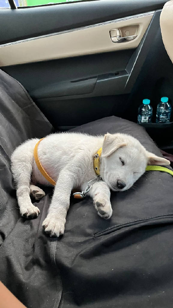 Köpek