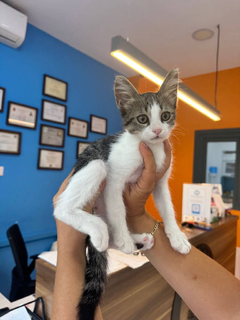 Kedi