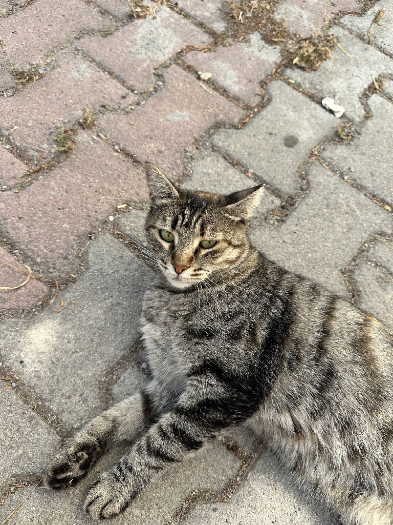 Fıstık