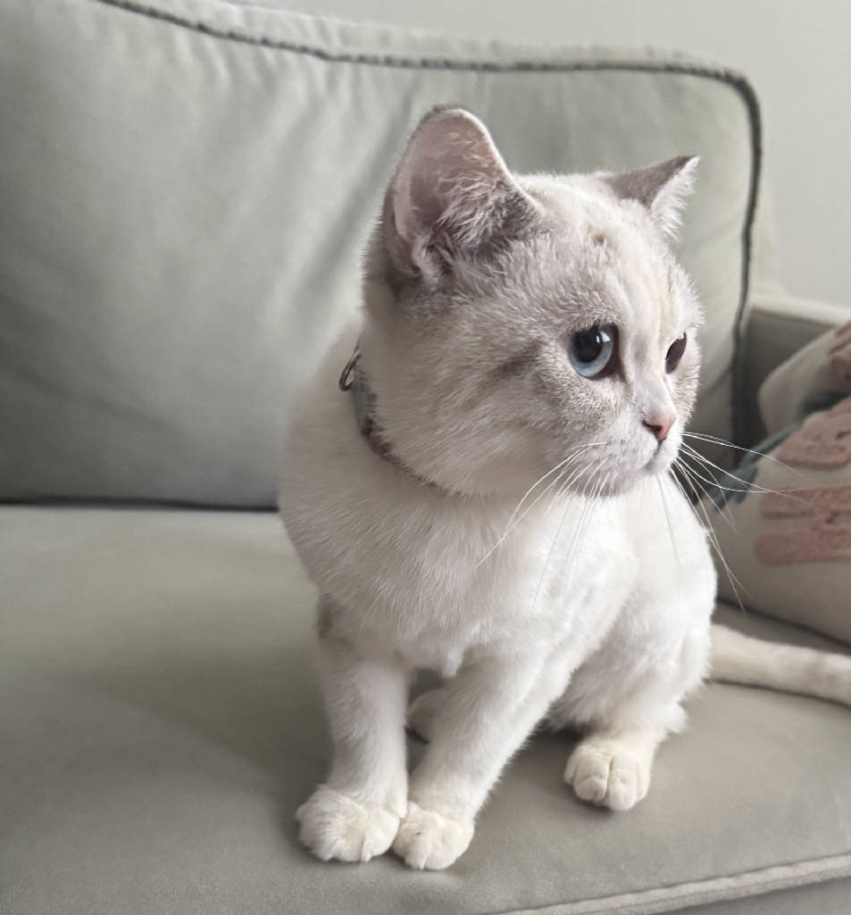 Kedi