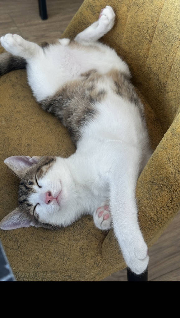 Kedi