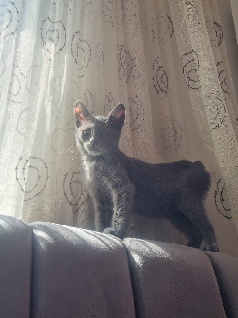 Kedi