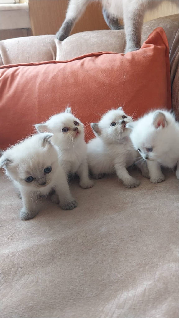Kedi