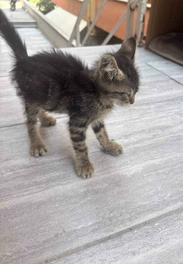 Kedi