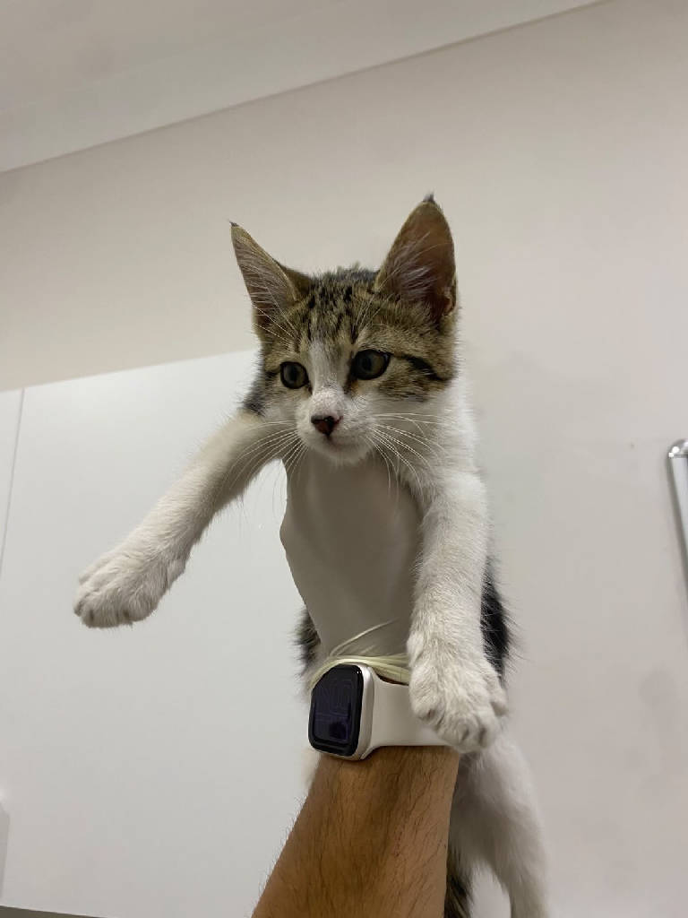 Mimi