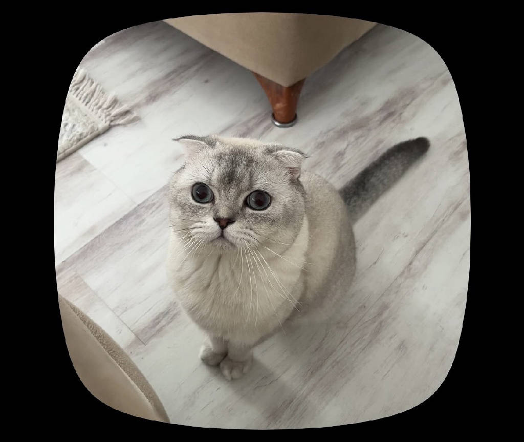 Pablo - Kedi ilanı Samsun