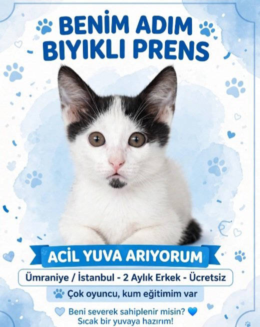 Kedi