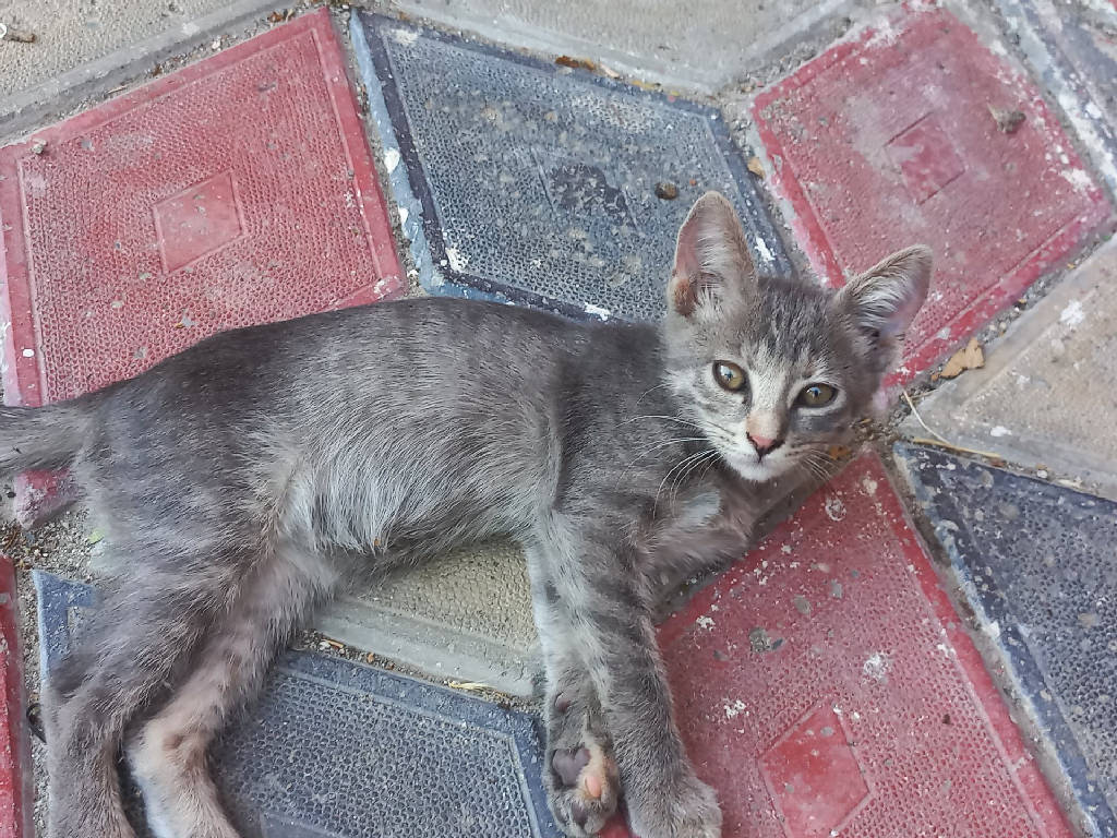 Kedi