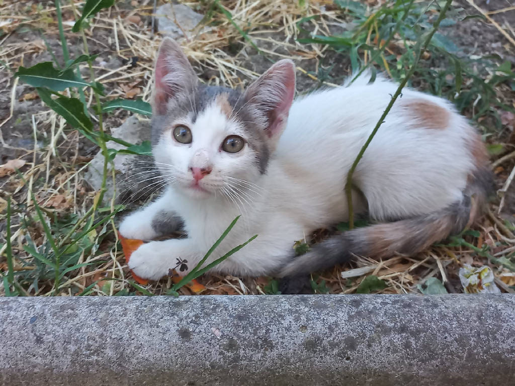 Kedi — Kedi · Tekirdağ · yuva buldu