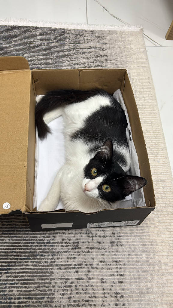 Kedi