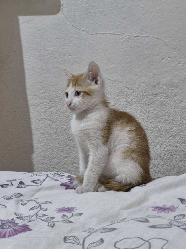 paşa