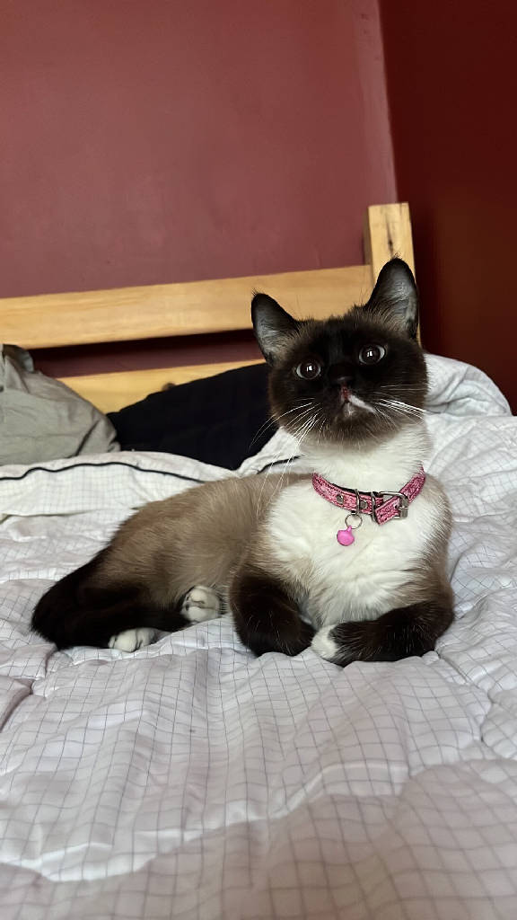 siya