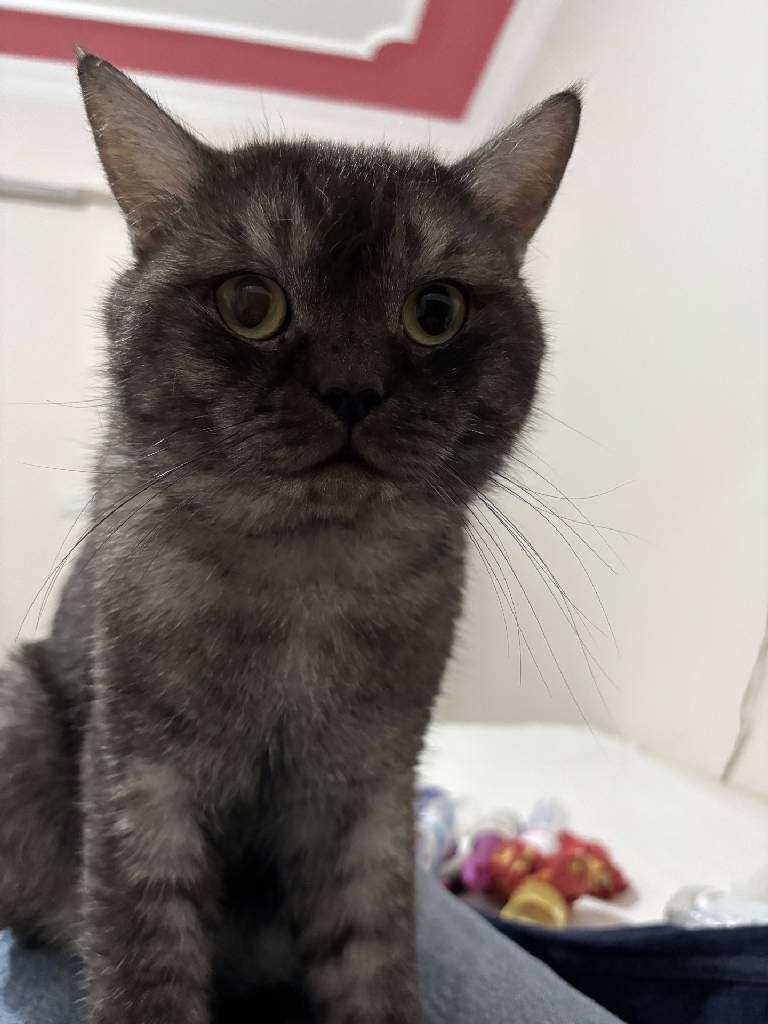 Kedi