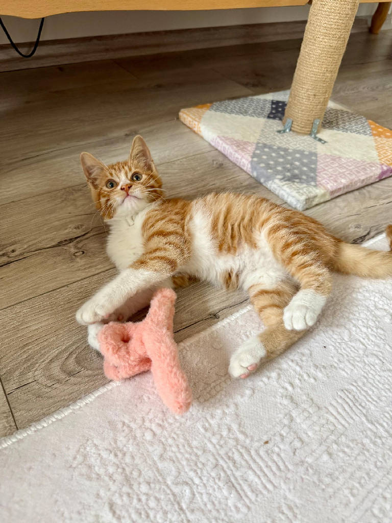 Şarman Erkek Kedi