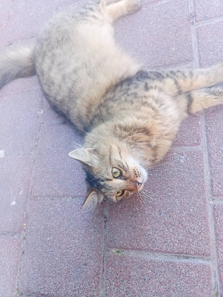 tüylü