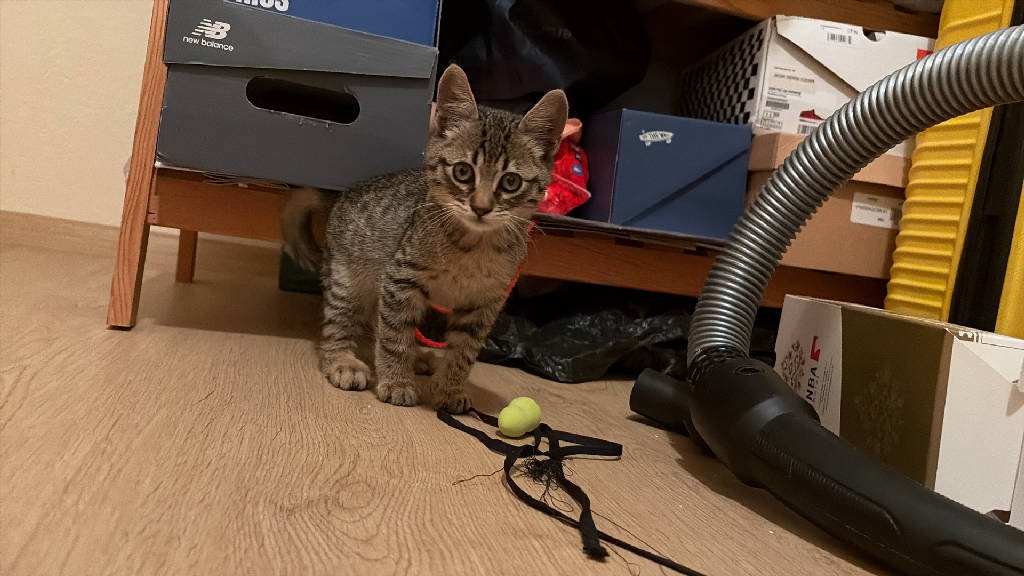 Kedi