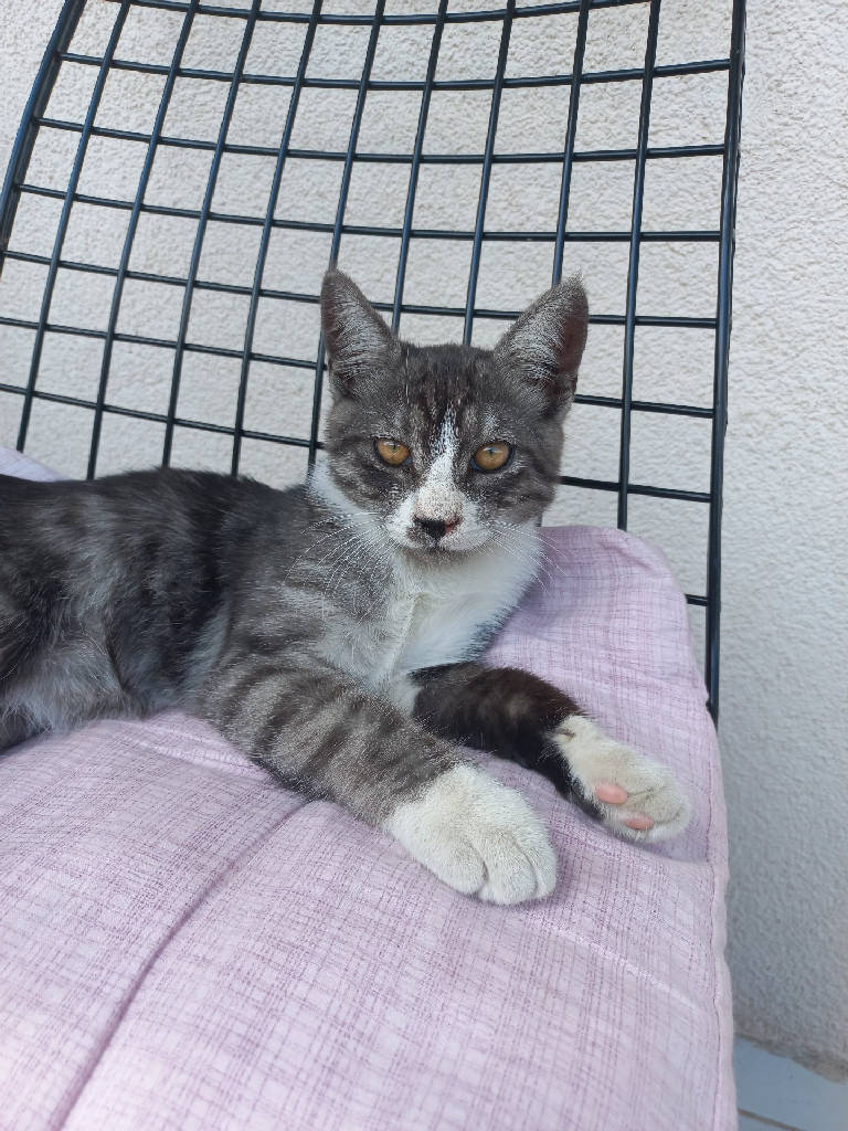Kedi