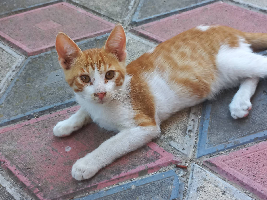 Kedi