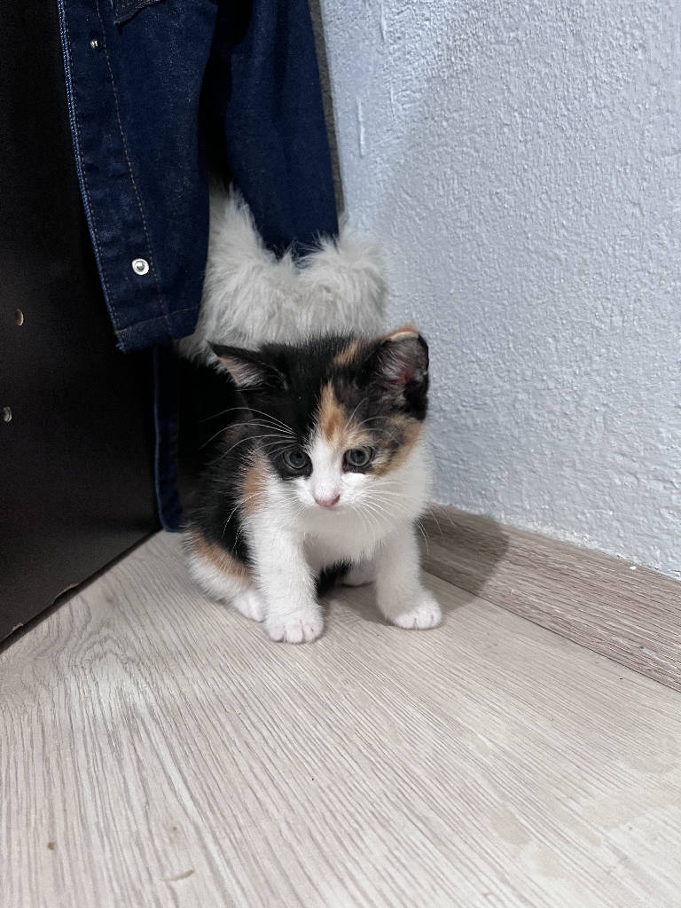 Hayvan - Kedi ilanı Giresun
