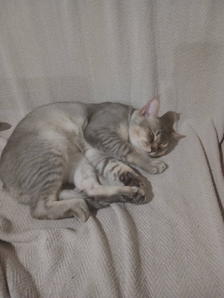 muci