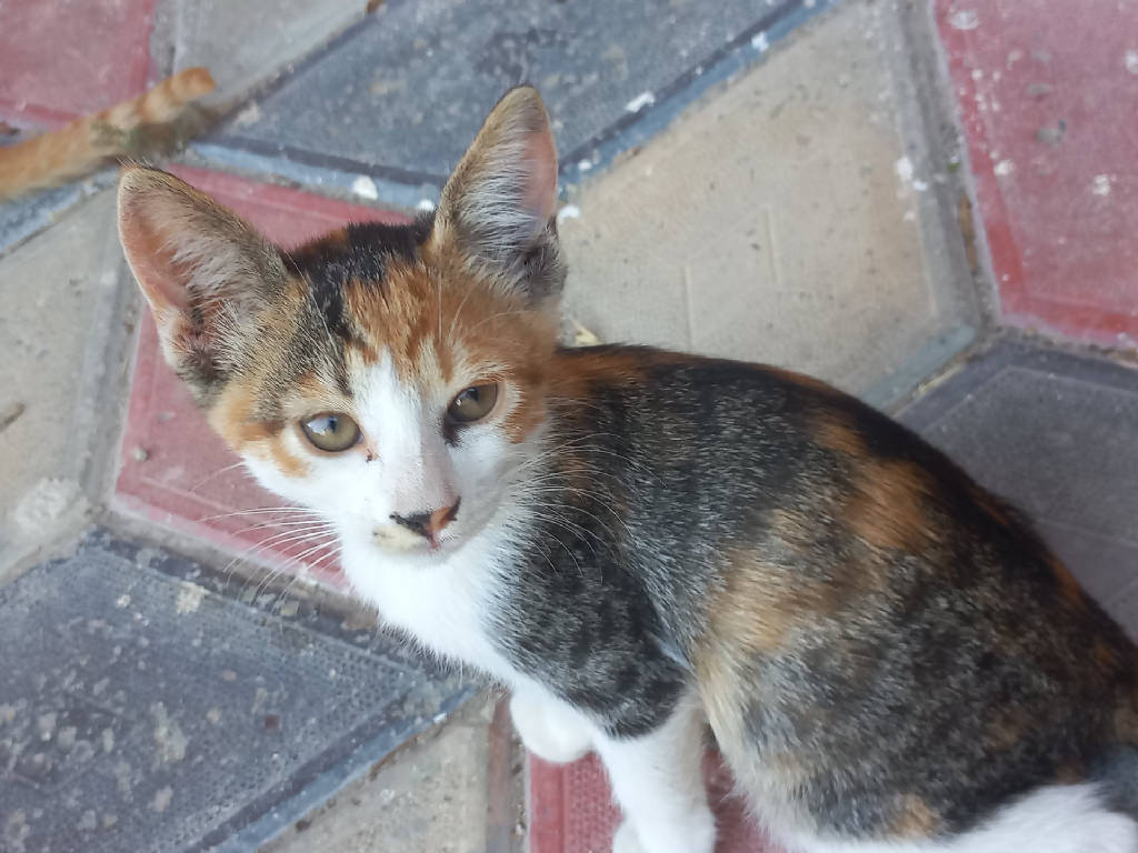 Kedi