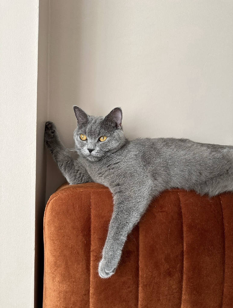 Lily