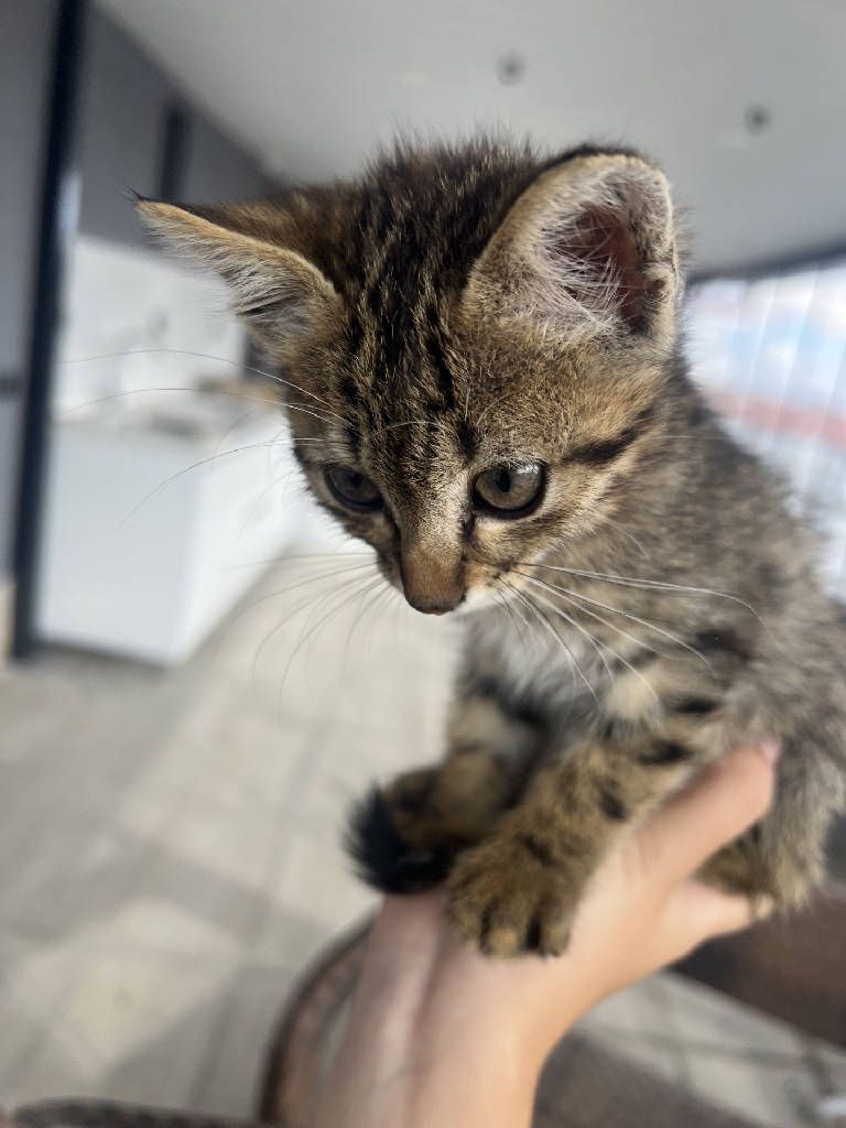 Kedi