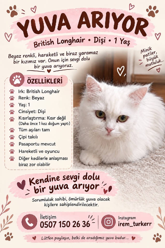 İnci