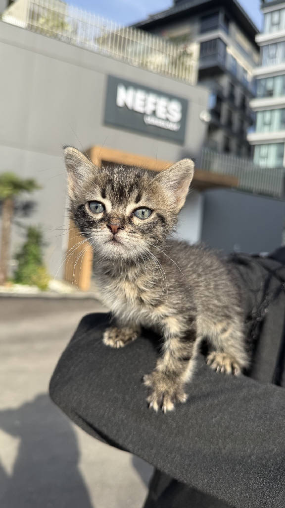 Kedi