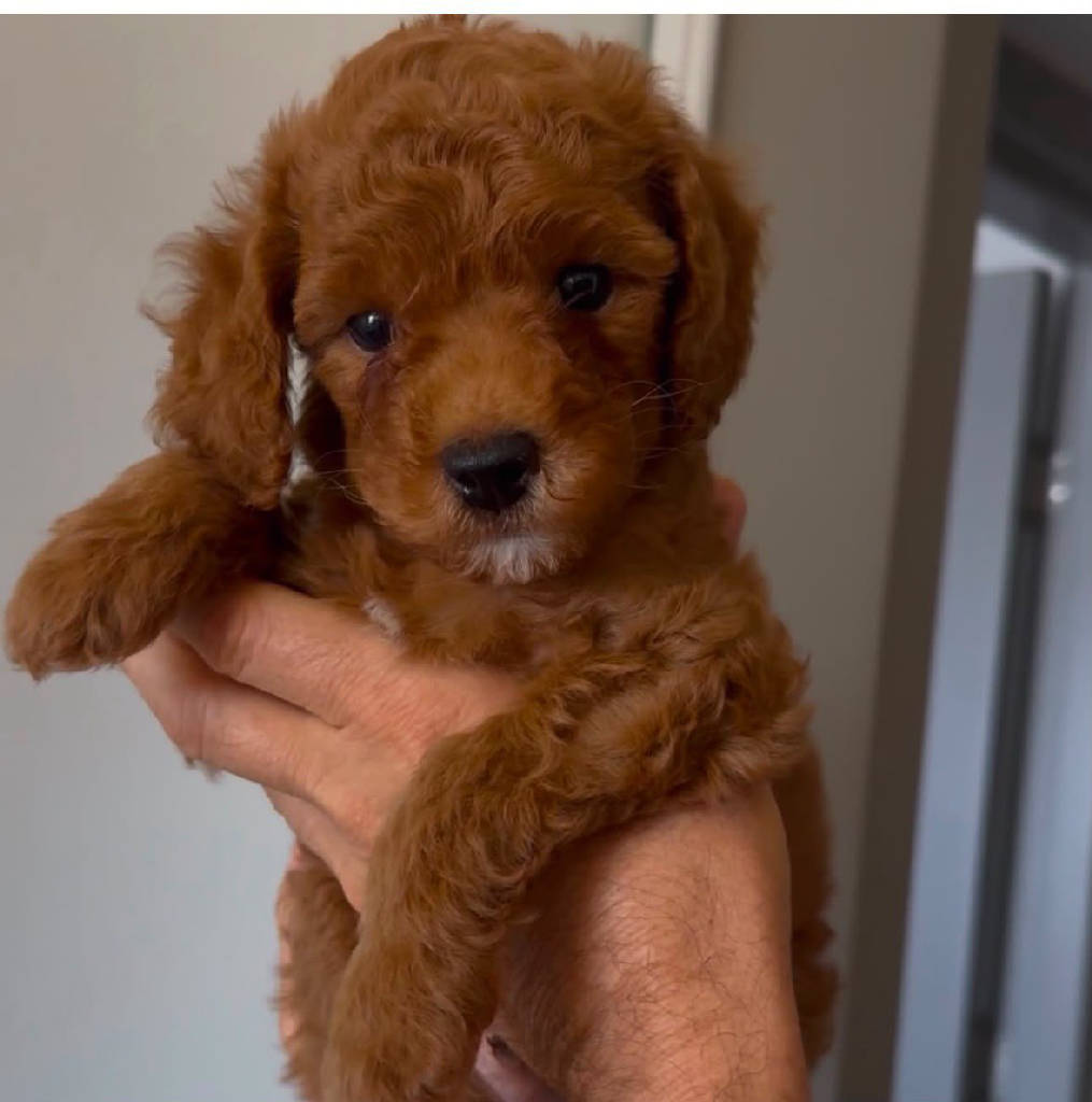 Toy poodle oğlum