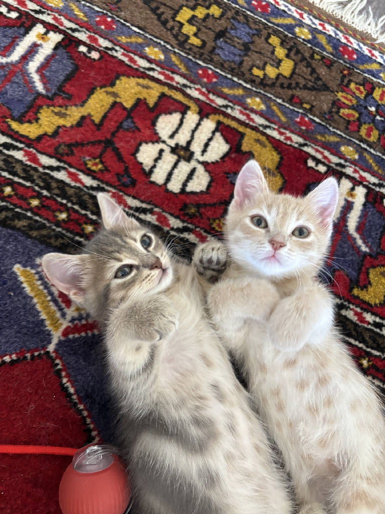 Kedi