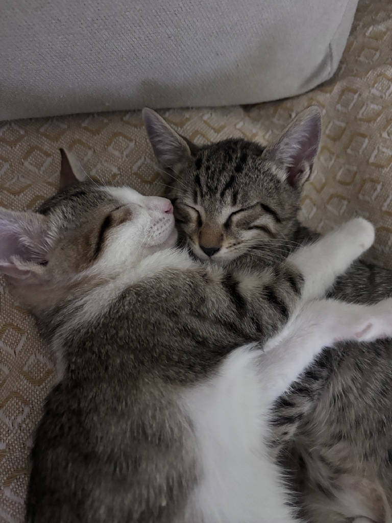 Kedi