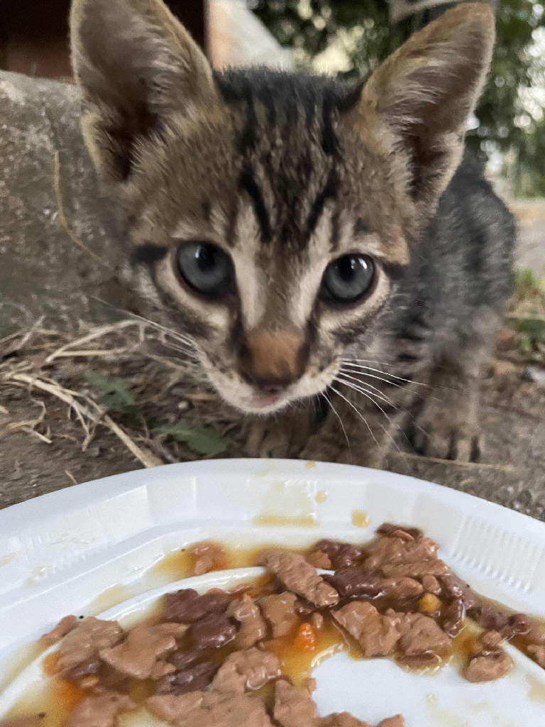 Kedi