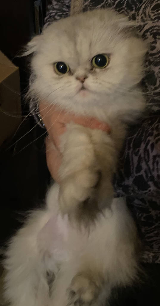 mimi leydi - Kedi ilanı Ankara